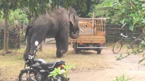 Herd of 45 elephants wreaks havoc in Angul