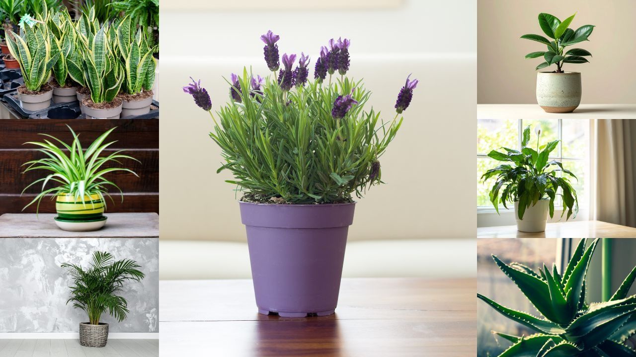 7 best indoor plants for health, air quality, and stress relief 7 best indoor plants for health, air quality, and stress relief
