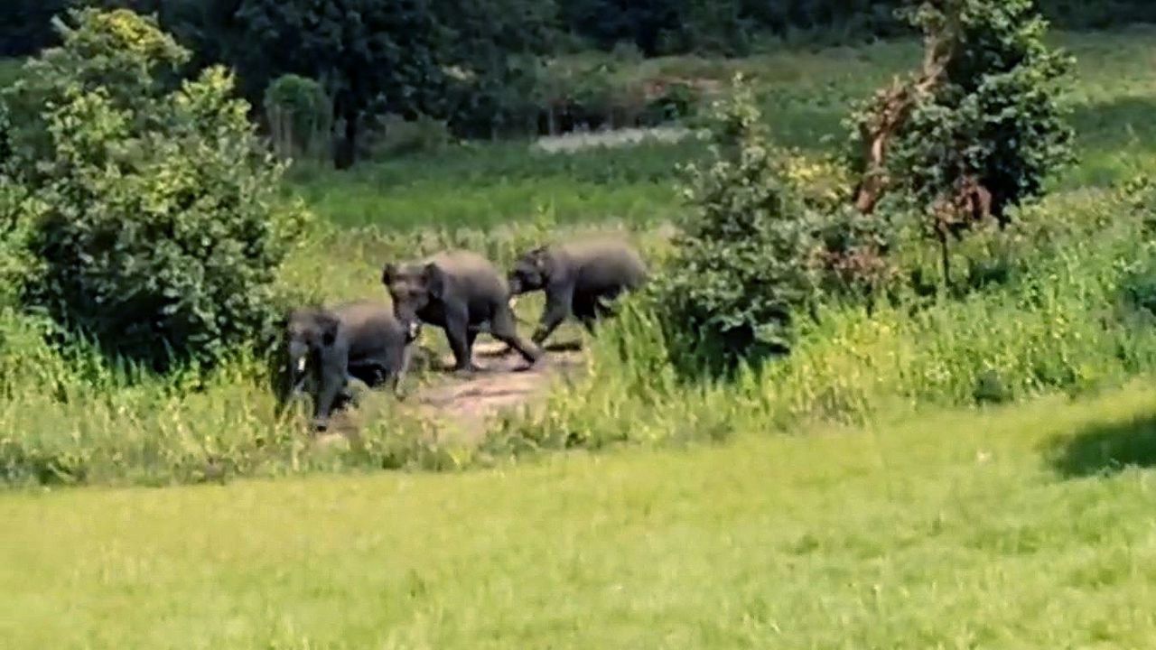 Elephants wreak havoc in Odisha’s Rayagada; farmers count heavy losses Elephants wreak havoc in Odisha’s Rayagada; farmers count heavy losses