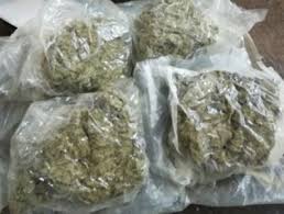 Ganja worth over Rs 16 crore seized in Odisha’s Malkangiri, three held