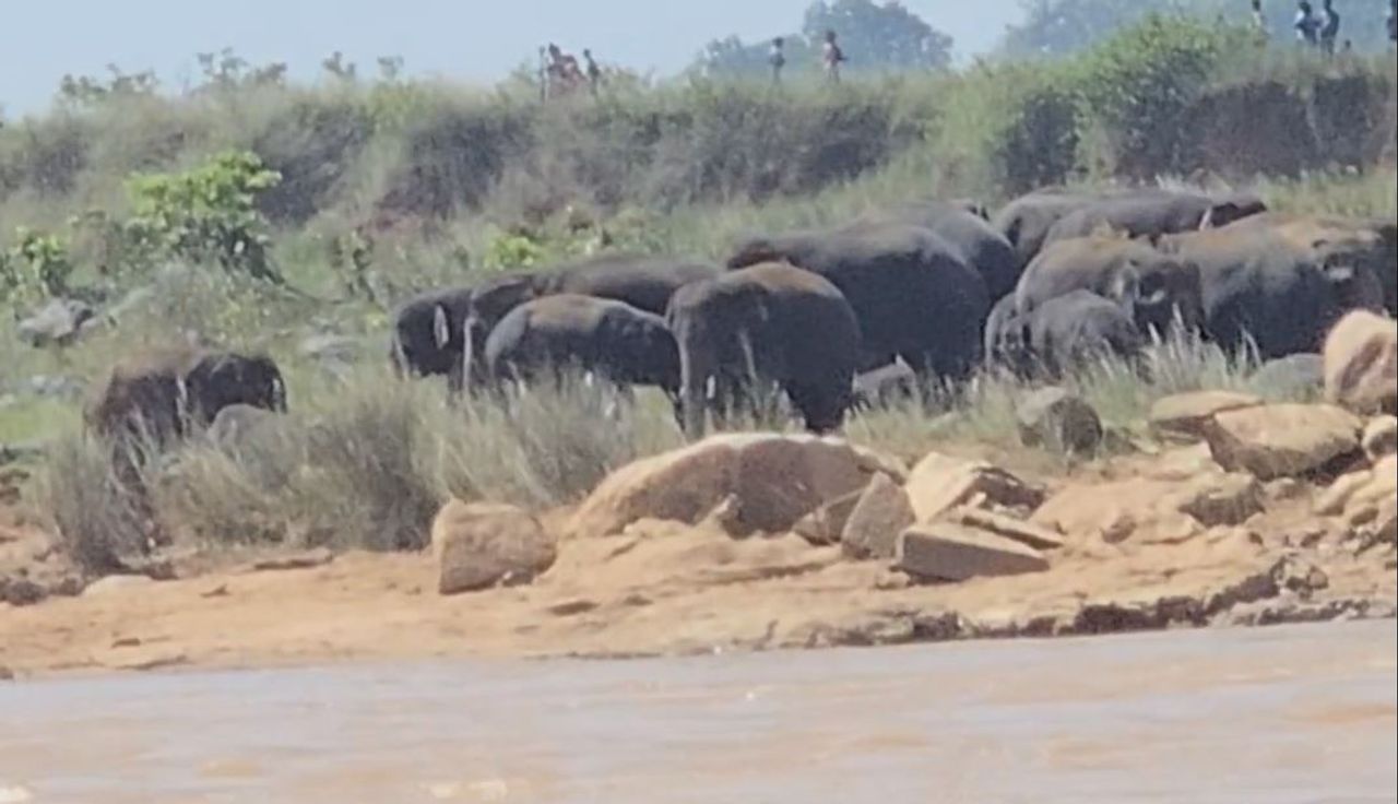 Herd of 30 elephants stuck mid-river in Keonjhar