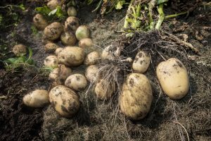 Odisha aims for potato self-reliance with 50,000-acre cultivation plan
