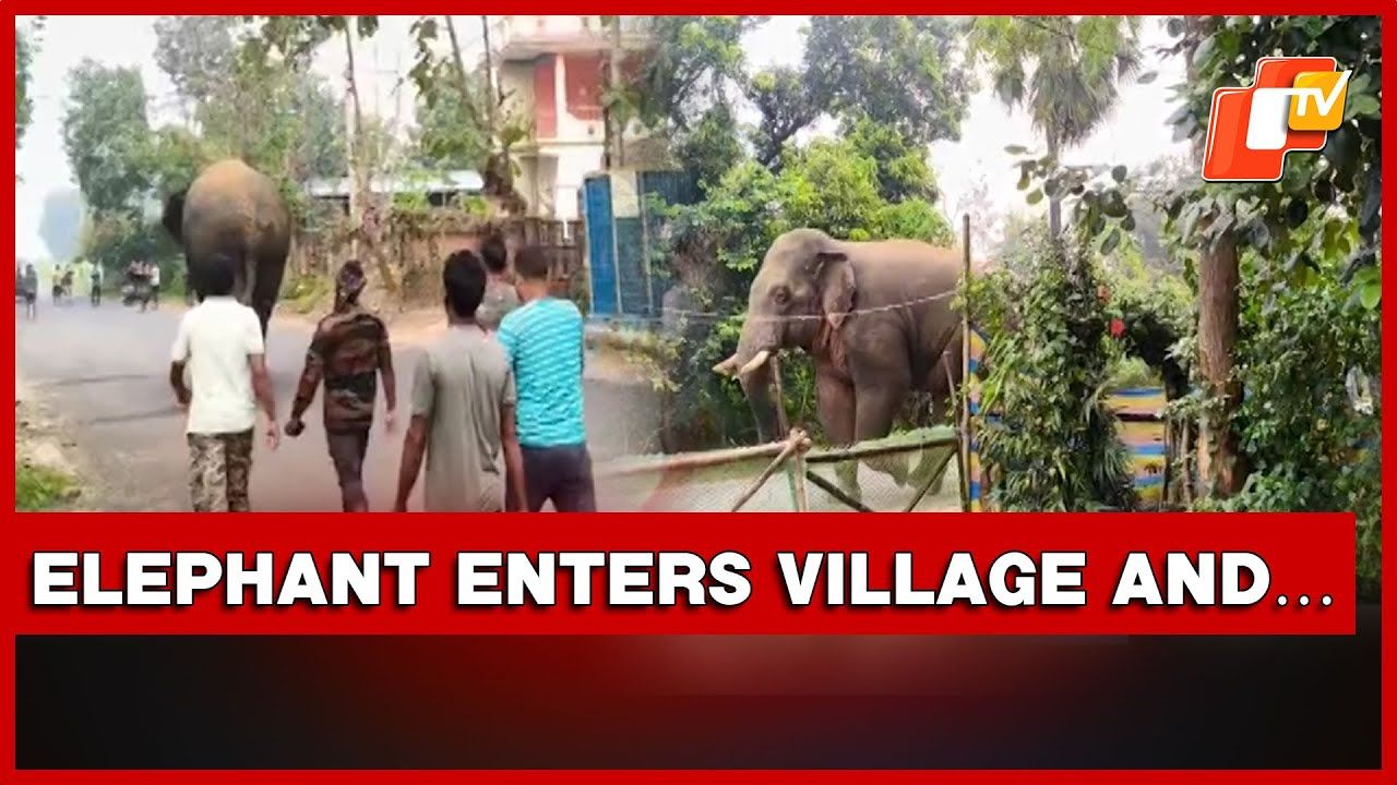 Wild Elephant Strays Into Malihata Village In Mayurbhanj, But… | Odisha