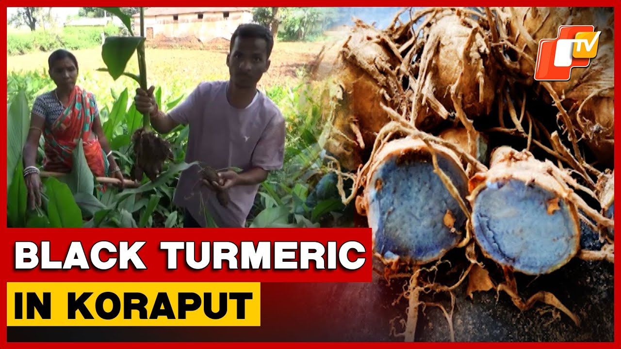 First-Ever Black Turmeric Cultivation Under OUAT Pilot Initiative In Odisha’s Koraput