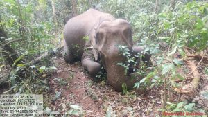 Female elephant found dead