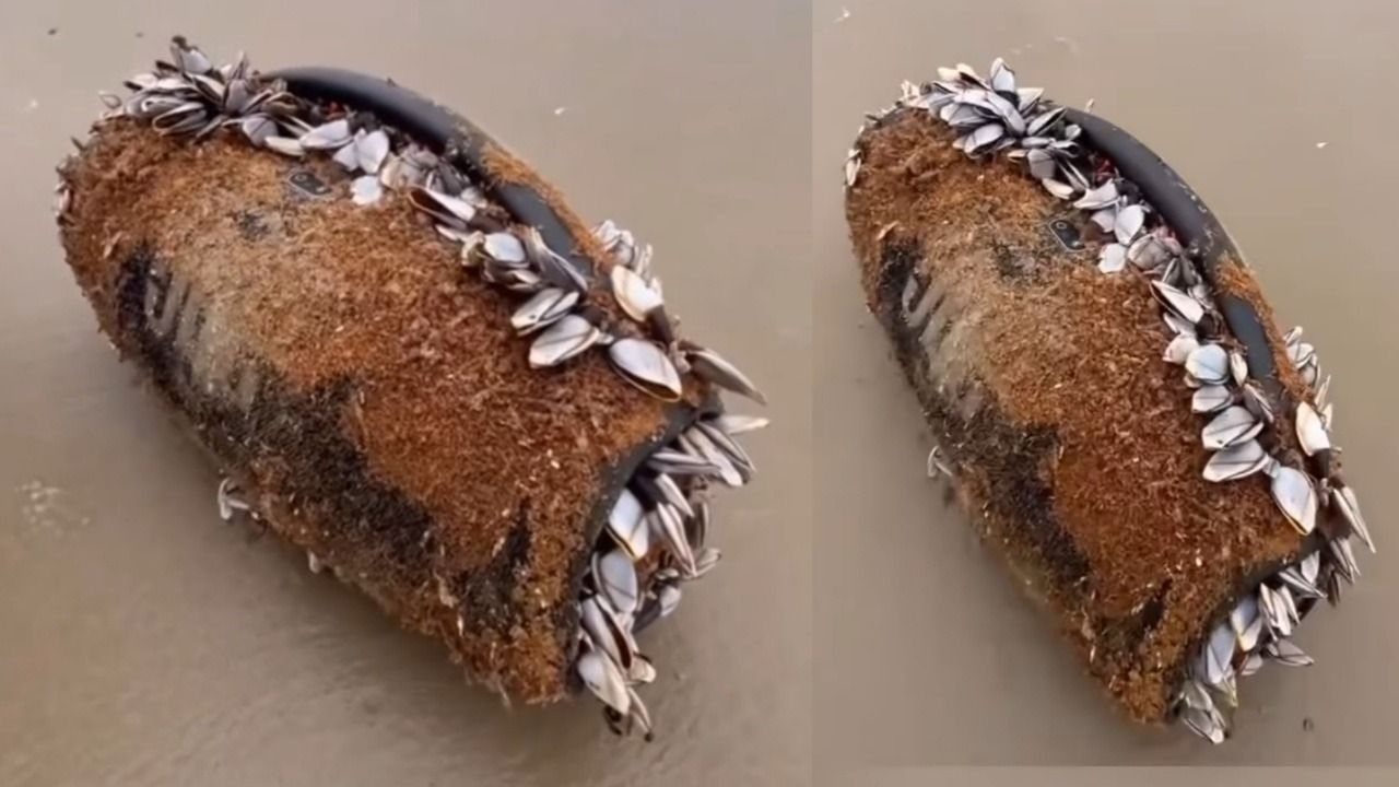 Bluetooth speaker ‘survives’ the sea: Washed ashore after 3 months, still plays music; watch