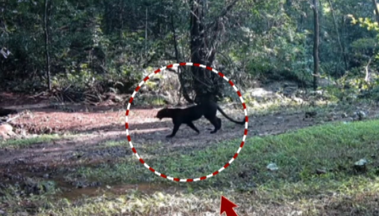 Melanistic leopards thrive in Odisha’s Nayagarh forests Melanistic leopards thrive in Odisha’s Nayagarh forests