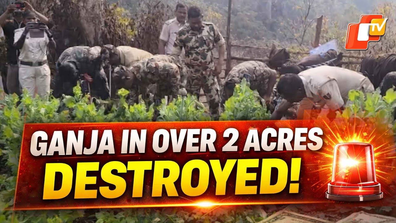 Odisha Police Destroy Over 2 Acres Of Illegal Ganja Cultivation Odisha Police Destroy Over 2 Acres Of Illegal Ganja Cultivation