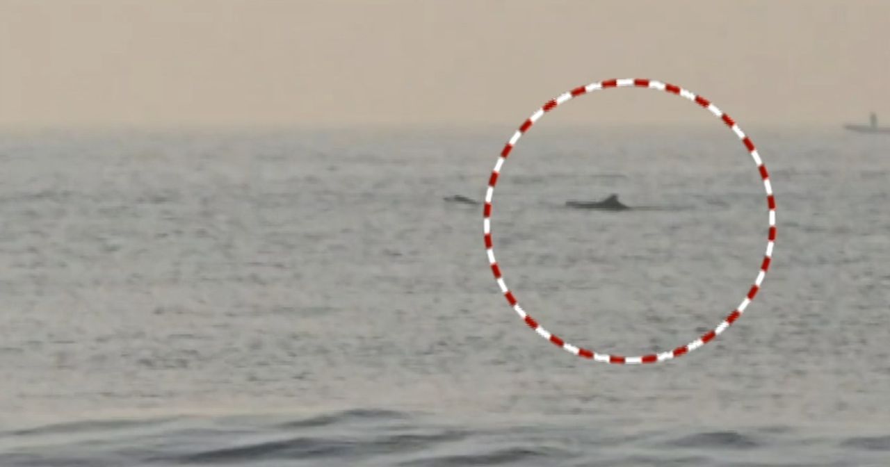 Dolphins spotted off Puri coast day after sea snail phenomenon; tourists left curious